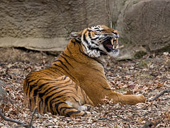 A Malayan tiger in Cincinnati Zoo