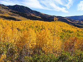 Fishlake National Forest, Utah