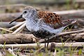 Adult Dunlin