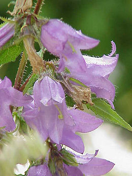 Campanula grossekii2.jpg