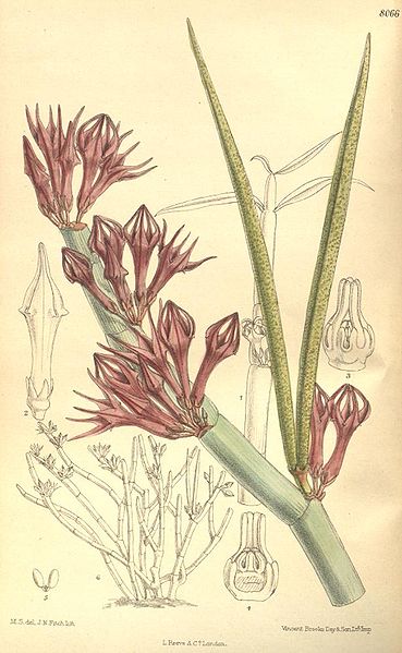 File:Ceropegia fusca-original.jpg