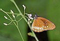 * Nomination: Close wing Nectaring posture of Euploea core (Cramer, 1780) - Common Crow --Sandipoutsider 10:02, 4 November 2024 (UTC) * * Review needed