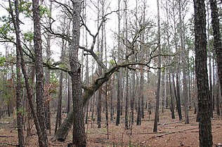 Two different types of trees, one heavily branched and pointing to all directions, the other one has all branches pointing outward and upward.