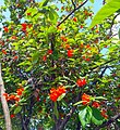 Branches and flowers