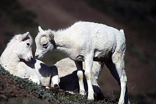 Two thinhorn sheep lambs