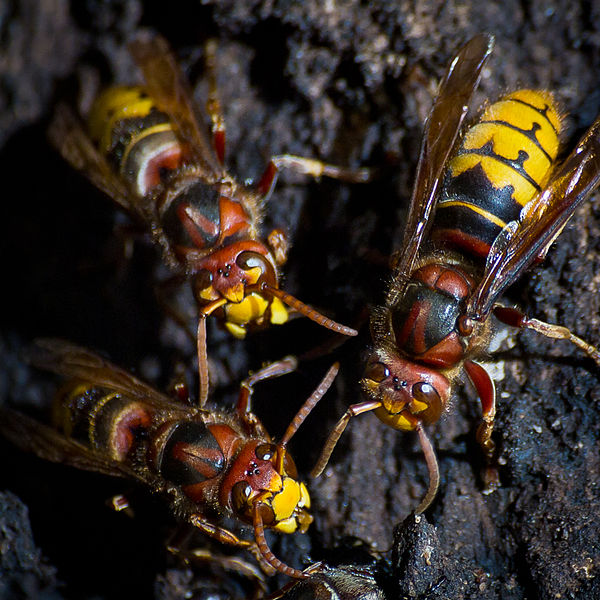 File:European Hornet-27527-1.jpg