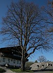 Sommerlinde (Tilia platyphyllos)