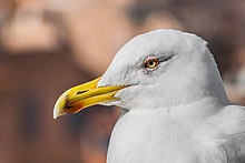 Larus michahellis