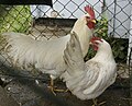 Un couple de Leghorns blancs de type Américain.