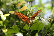 Marpesia petreus