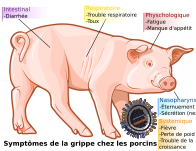 French version: Français : Symptomes de la grippe chez les porcins, numéroté.