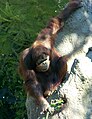 Orangutan at SD Zoo
