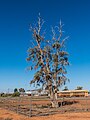 'Waddy tree', Boulia, Queensland.