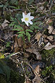 Anemone nemorosa France - Koeur-la-grande (Meuse)