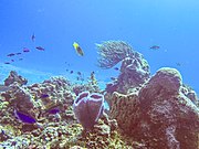 Photo du fond de la mer avec récifs, algues et poissons.