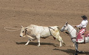 Un tarv tapet war-bouez ul las-bann e-kerzh ur rodeo