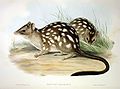 Dasyurus hallucatus