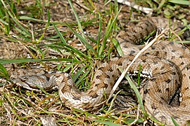 European Asp (Vipera aspis zinnikeri) - Flickr - berniedup.jpg