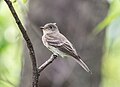 Image 84Eastern wood pewee in Central Park