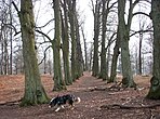 Planterad allé och promenad i Frisens park norr om Villa Kvikkjokk.