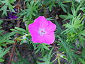 Geranium sanguineum