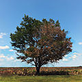 Oak Tree and Cabbage Palm Prairie