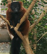 Red ruffed lemur (Varecia rubra)