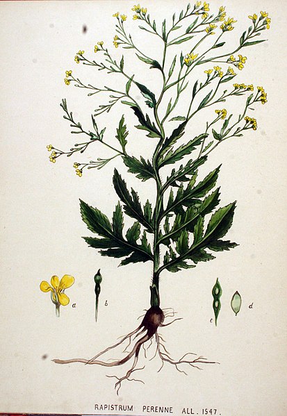 File:Rapistrum perenne — Flora Batava — Volume v20.jpg