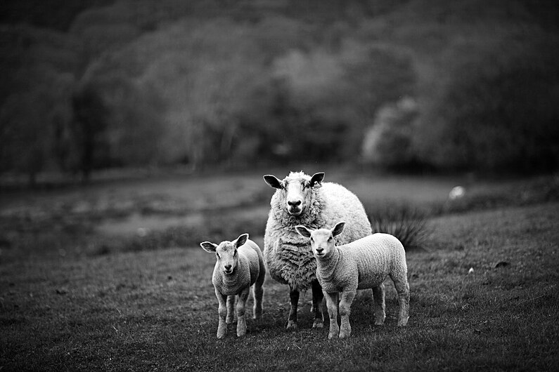 Sheep with lambs.jpg