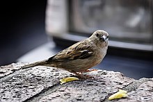 Sparrow on ledge.jpg