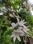 'Akhoi phool' or Gold Coast Jasmine or Jasminum dichotomum.jpg