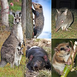 Kangoeroe, opossum, spitsneusbuydeldas, Tasmoanschn duyvel en Monito del monte