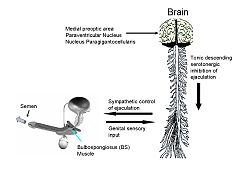 Mechanism of Ejaculation.jpg