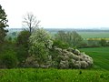 Habitat. Blühender Schlehdorn (rechts) am Rand des Pansdorfer Forstes (Mecklenburger Schweiz)