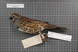 Naturalis Biodiversity Center - RMNH.AVES.146847 2 - Cinclosoma punctatum punctatum (Shaw, 1794) - Turdidae - bird skin specimen.jpeg