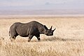 "Ngorongoro_Spitzmaulnashorn.jpg" by User:Ikiwaner