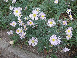 Törpe őszirózsa (Aster x dumosus) hibrid (Madrid, Királyi Botanikus Kert)