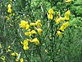 Đậu chổi châu Âu (Cytisus scoparius)