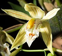 Coelogyne taronensis