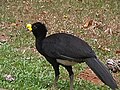 Male great curassow (C. rubra)