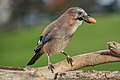 カケスはドングリを好んで食べる