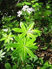 葉が輪生するようすから「車葉草」いう。茎の稜線に毛は無い。葉はやや厚く光沢があり、表面の中脈が目立つ。