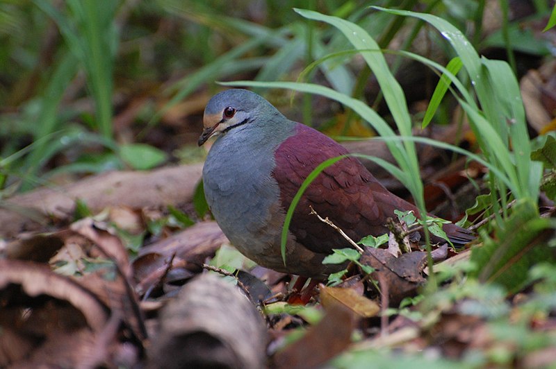 File:Geotrygon costaricensis, Monteverde, Costa Rica.jpg