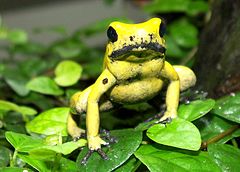 Description de l'image Goldenergiftfrosch2cele4.jpg.