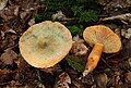 Fichten-Reizker Lactarius deterrimus