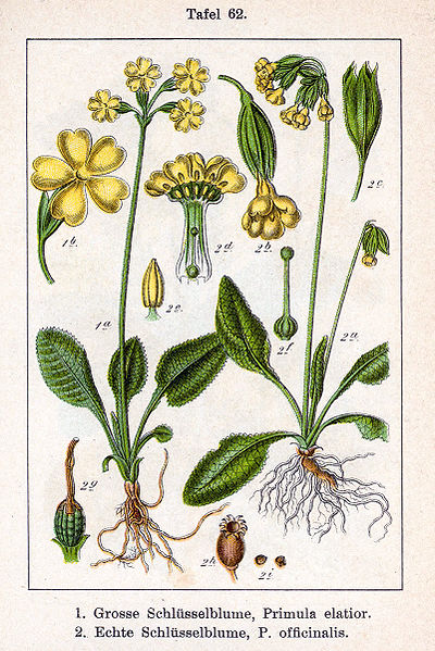 File:Primula spp Sturm62.jpg