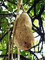 Fruit of a sausage tree growing on Lincoln Road, Miami Beach, FL