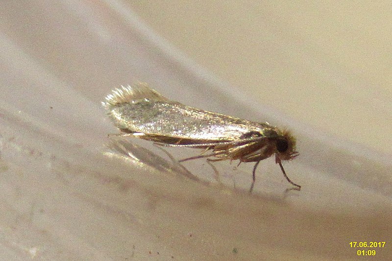 File:Tinea pellionella (st) (36820940550).jpg