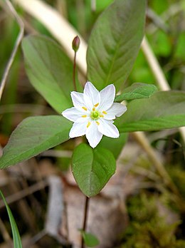 Miškinė septynikė (Trientalis europaea)