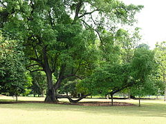 Tembusu tree with branch supported